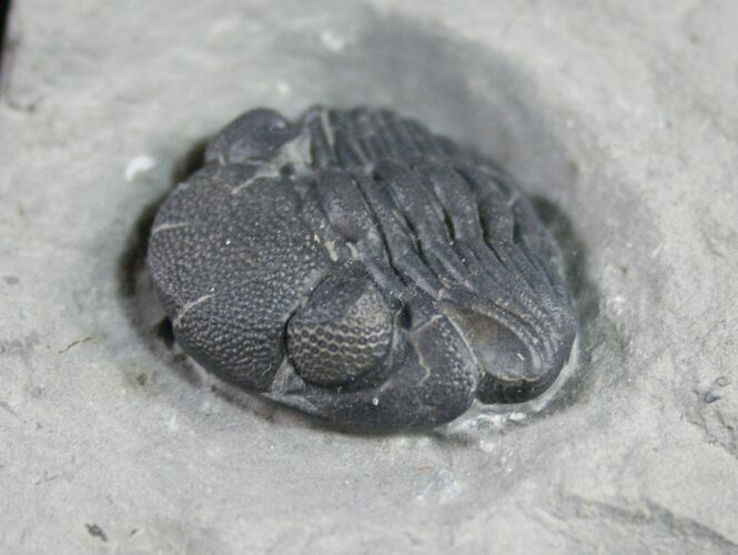 Large Eldredgeops Trilobite From New York #9201